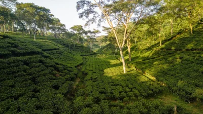 সিলেটের চা বাগান (ছবি: সংগৃহীত)