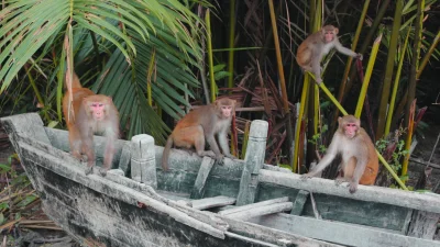 বাগেরহাটের ঢাংমারী বন্যপ্রাণী অভয়ারণ্য (ছবি: সংগৃহীত)