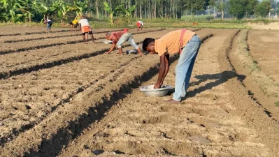 আলু চাষে ব্যস্ত চাষিরা। ছবি: বাংলা ট্রিবিউন