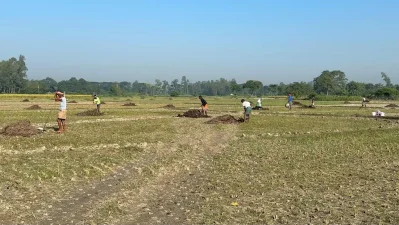 বাড়ছে আগাম আলু চাষ। ছবি: বাংলা ট্রিবিউন