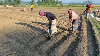 মাঠে ব্যস্ত আলু চাষিরা। ছবি: বাংলা ট্রিবিউন