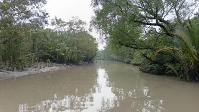 সুন্দরবনের অন্যতম প্রধান নদ পশুরের তিন প্রজাতির মাছের শরীরে পাওয়া গেছে মাত্রাতিরিক্ত সিসা, নিকেল ও তামার মতো ভারী ধাতু