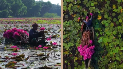 কাতুরিয়া বিল (ছবি: বাংলা ট্রিবিউন কোলাজ)