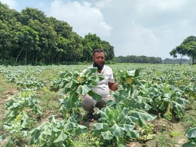 কৃষকের ক্ষেতে নতুন ফুলকপি। ছবি: বাংলা ট্রিবিউন