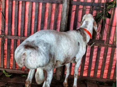 বাড়ছে চাহিদা