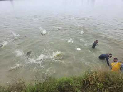 পুকুর থেকে ধরা হচ্ছে মাছ