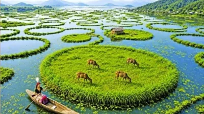 বিপন্ন সানগাই হরিণ এই উদ্যানের অন্যতম প্রধান আকর্ষণ (ছবি: সংগৃহীত)