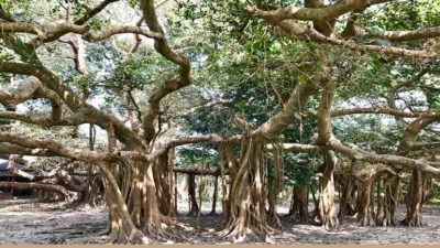 মাটিরাঙ্গার শতবর্ষী বটবৃক্ষ (ছবি: সংগৃহীত)