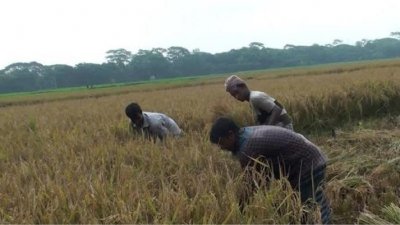 বোরো ধান কাটায় ব্যস্ত কৃষকরা (ফাইল ছবি)