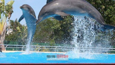 সুন্দরবন সংলগ্ন ৬টি এলাকাকে ডলফিনের অভয়ারণ্য হিসেবে ঘোষণা দেওয়া হয়েছে (ফাইল ছবি)