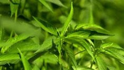 পাট