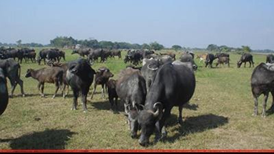 বাগেরহাট মহিষ প্রজনন কেন্দ্র (ছবি-ফাইল ফটো)