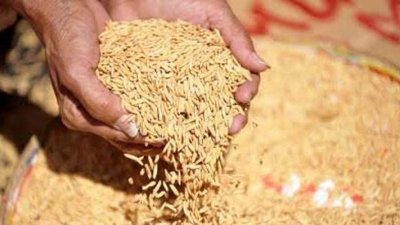 আমন ধান (ফাইল ছবি)