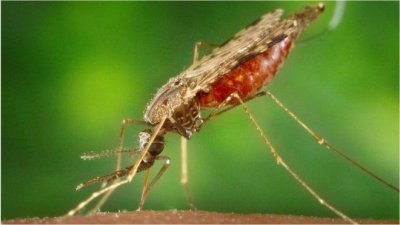 আক্রান্ত মশার কামড় থেকে ম্যালেরিয়া ছড়ায়