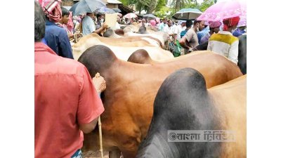 কোরবানির পশুর হাট (ফাইল ছবি)