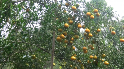 রাঙামাটির কমলা