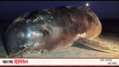 সৈকতে ভেসে আসা মৃত ডলফিন