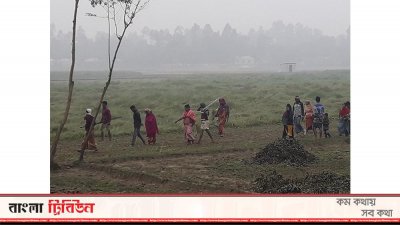 কুড়িগ্রামে সাংবাদিকের পরিবারের ক্ষেতের ফসল লুট