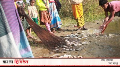 বিষপ্রয়োগে মাছ নিধন