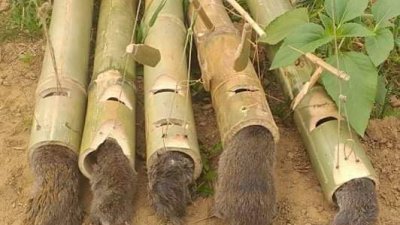 ইঁদুর মারার ফাঁদ