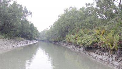 সুন্দরবন (ফাইল ছবি)
