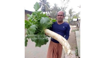 হাফিজুর রহমানের জমিতে জন্ম নেওয়া আট কেজি ওজনের মুলা