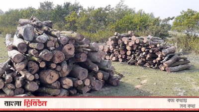 গাছ কেটে রাখা হয়েছে কাঠ