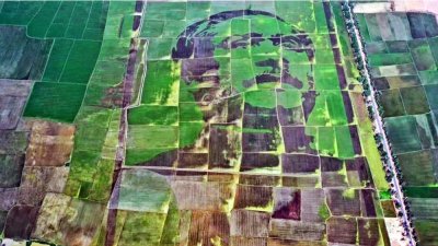 শস্যচিত্রে বঙ্গবন্ধুর প্রতিকৃতি