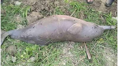 সুন্দরবনে মহাবিপন্ন শুশুক প্রজাতির মৃত ডলফিন উদ্ধার