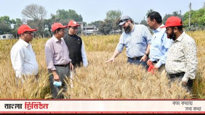 গম ক্ষেত পরিদর্শনে কৃষিমন্ত্রী ড. মো. আব্দুর রাজ্জাক