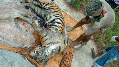বাঘের ময়না তদন্ত