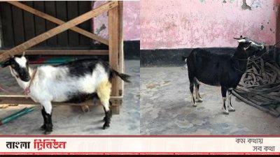 উদ্ধার দুই ছাগল