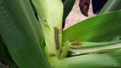 ভুট্টা খেয়ে শেষ করে দিচ্ছে ‘ফল আর্মিওয়ার্ম’