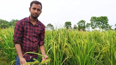 ফাতেমা ধানে বাম্পার ফলনের স্বপ্ন