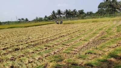 সোনালী ধান কাটার উৎসব কৃষকের ঘরে