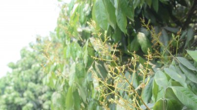 লিচুর মুকুল কম দিনাজপুরের বাগানগুলোয়