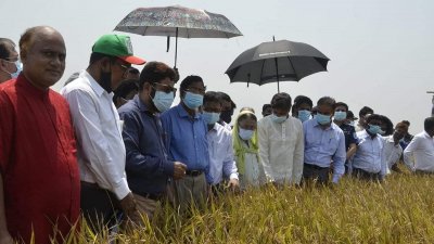 হাওরে ঝুঁকি কমাতে আগাম জাতের ধান চাষে গুরুত্ব দেওয়া হচ্ছে: কৃষিমন্ত্রী