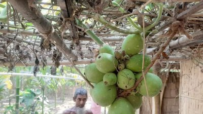লাউয়ের মাঁচাটি বড়। ওপরে ফলন যেমন তেমন এক গিঁটে ঝুলছে ৩৫টি লাউ।