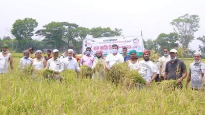 কৃষকের ধান কেটে দিলো কৃষকলীগের নেতারা