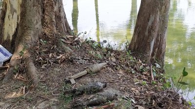 উদ্ধার করা মর্টারশেল ও রকেট লঞ্চার
