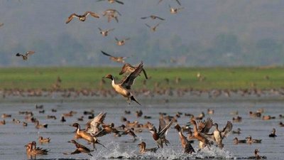 পরিযায়ী পাখি