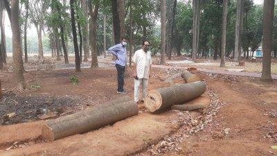 সোহরাওয়ার্দী উদ্যানের গাছ কাটা হয়েছে