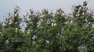 বাঘা উপজেলার খোর্দ্দ বাউসা গ্রামে শামুখখোল পাখির বাসা