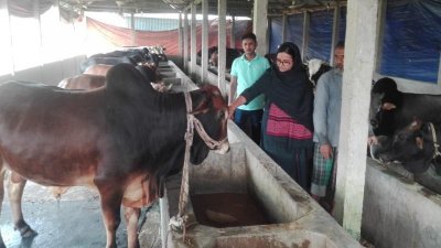 খামারে গরুর দেখভাল করছেন সালমা আক্তার