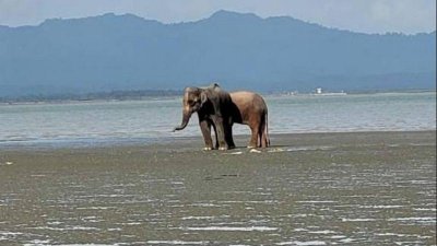 মিয়ানমার থেকে চলে আসা বুনো হাতি দুটি কক্সবাজারের টেকনাফের শাহপরীর দ্বীপের ঘোলার চরে অবস্থান করছে