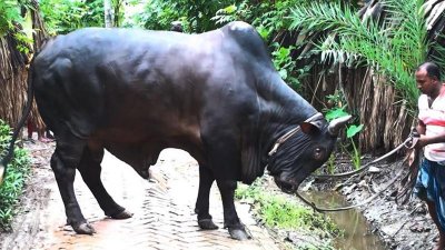 আবুল হোসেন শেখের খামারের গরু