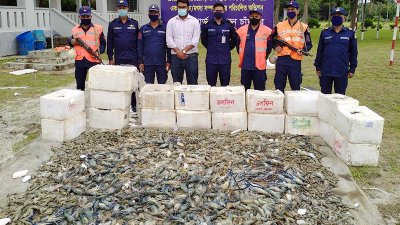 চাঁদপুরে বিষাক্ত জেলি মেশানো ৩৫ মণ চিংড়ি জব্দ করেছে কোস্টগার্ড