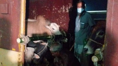 ক্যাটল ট্রেনে ঢাকায় এসেছে কোরবানির গরু