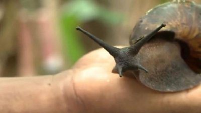 বিমানযাত্রীর লাগেজে দৈত্যকার শামুক