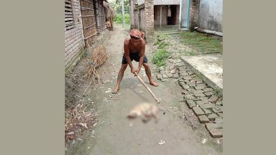 বনবিড়াল পিটিয়ে হত্যাকারী সেই ব্যক্তি আটক